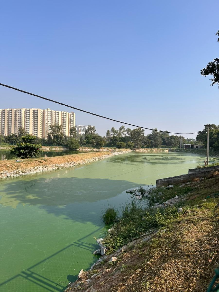 The east arm of Doddakannelli Lake covered by a bright green algal mat, with apartment towers on the far bank under a clear sky.