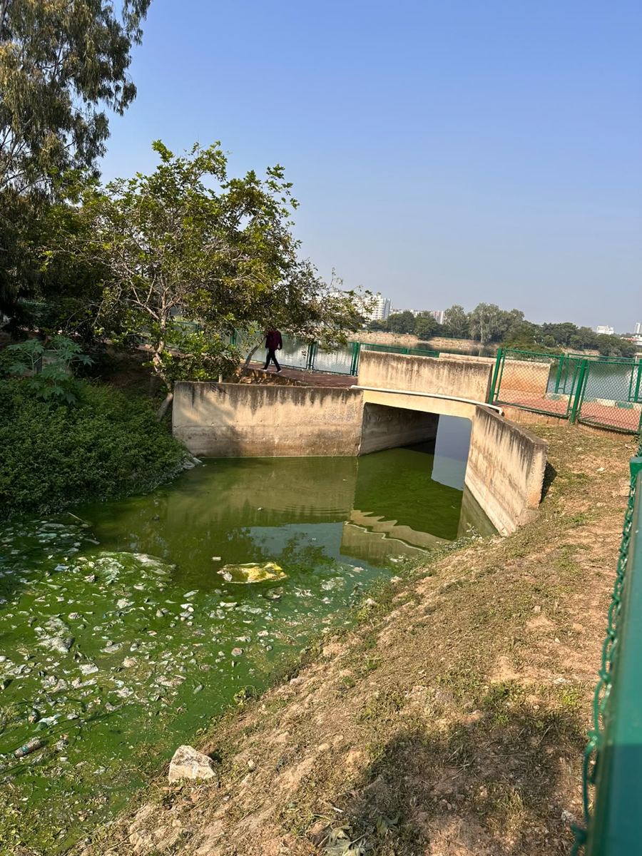 Concrete culvert under the walkway with green algae and plastic waste trapped against it.