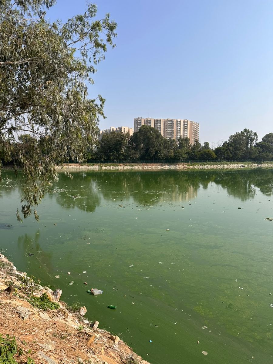 The main water body, green with algae, seen from the bank, with an apartment block beyond the trees.