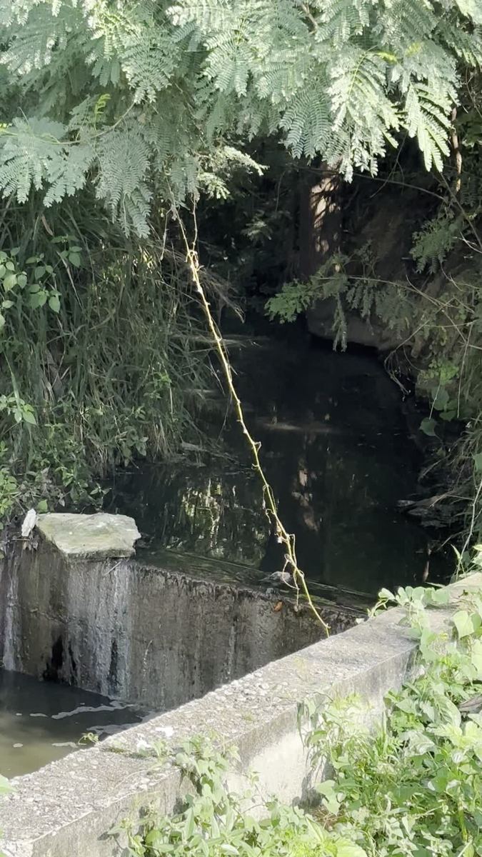 Still from a video: water spilling over the low concrete wall of the north-east inlet weir, under overhanging trees.
