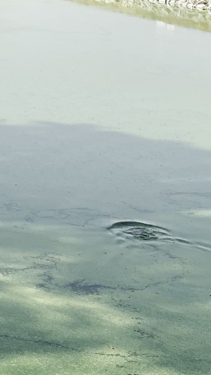 Still from a video: a small circular up-welling breaking the surface of the green water in the east arm.